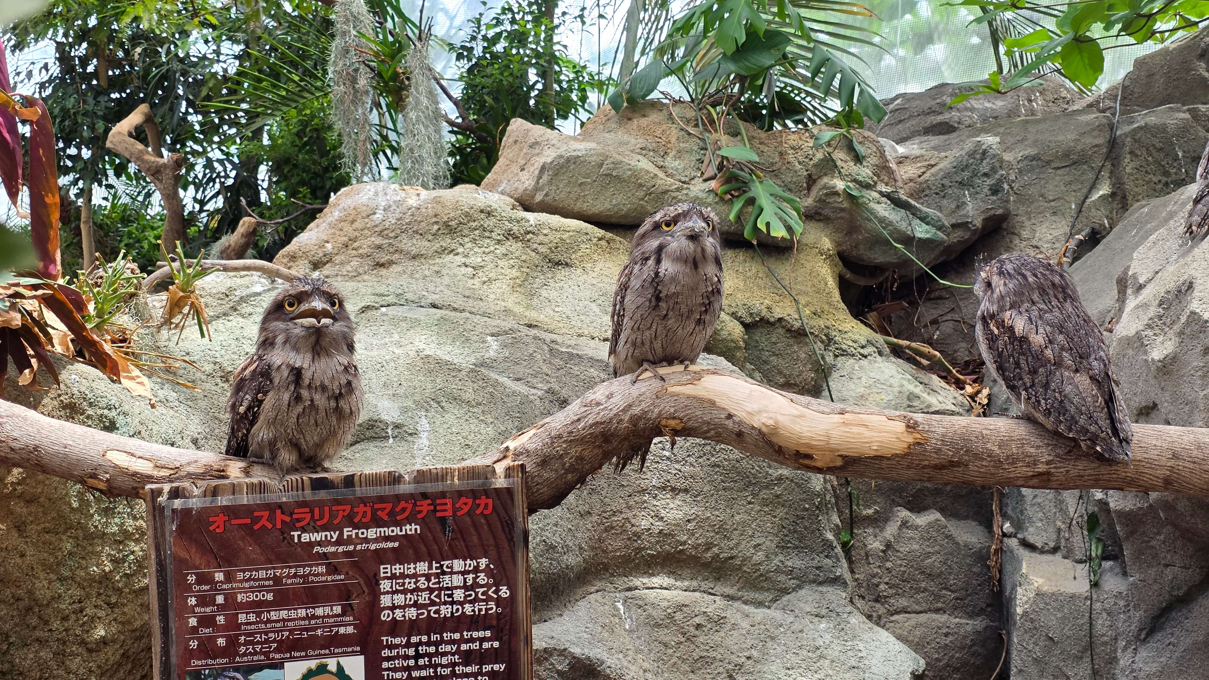 /images/Osaka/Osaka%203/zoo%202.jpg
