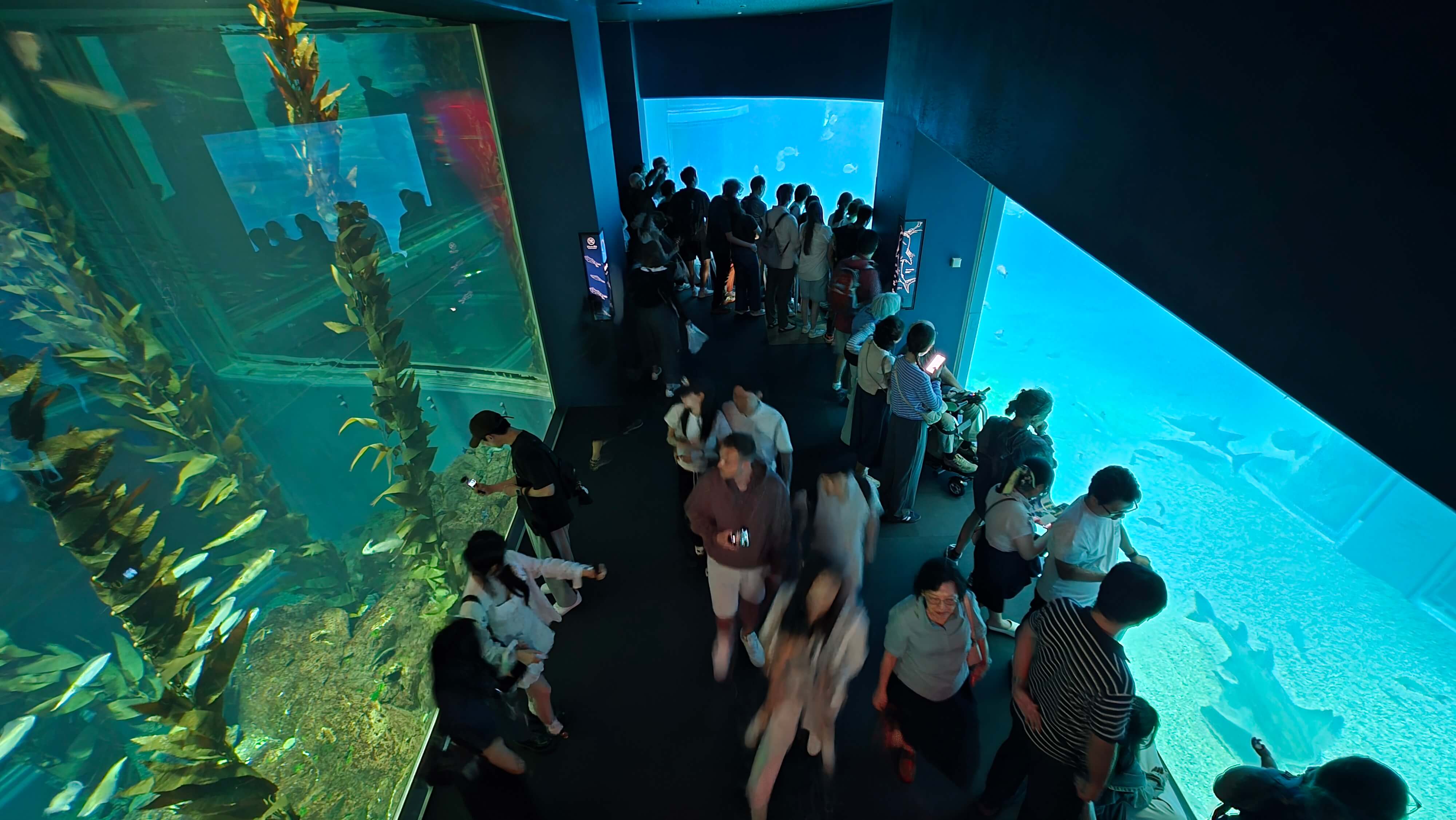 /images/Osaka/Osaka%204/aquarium%203.jpg