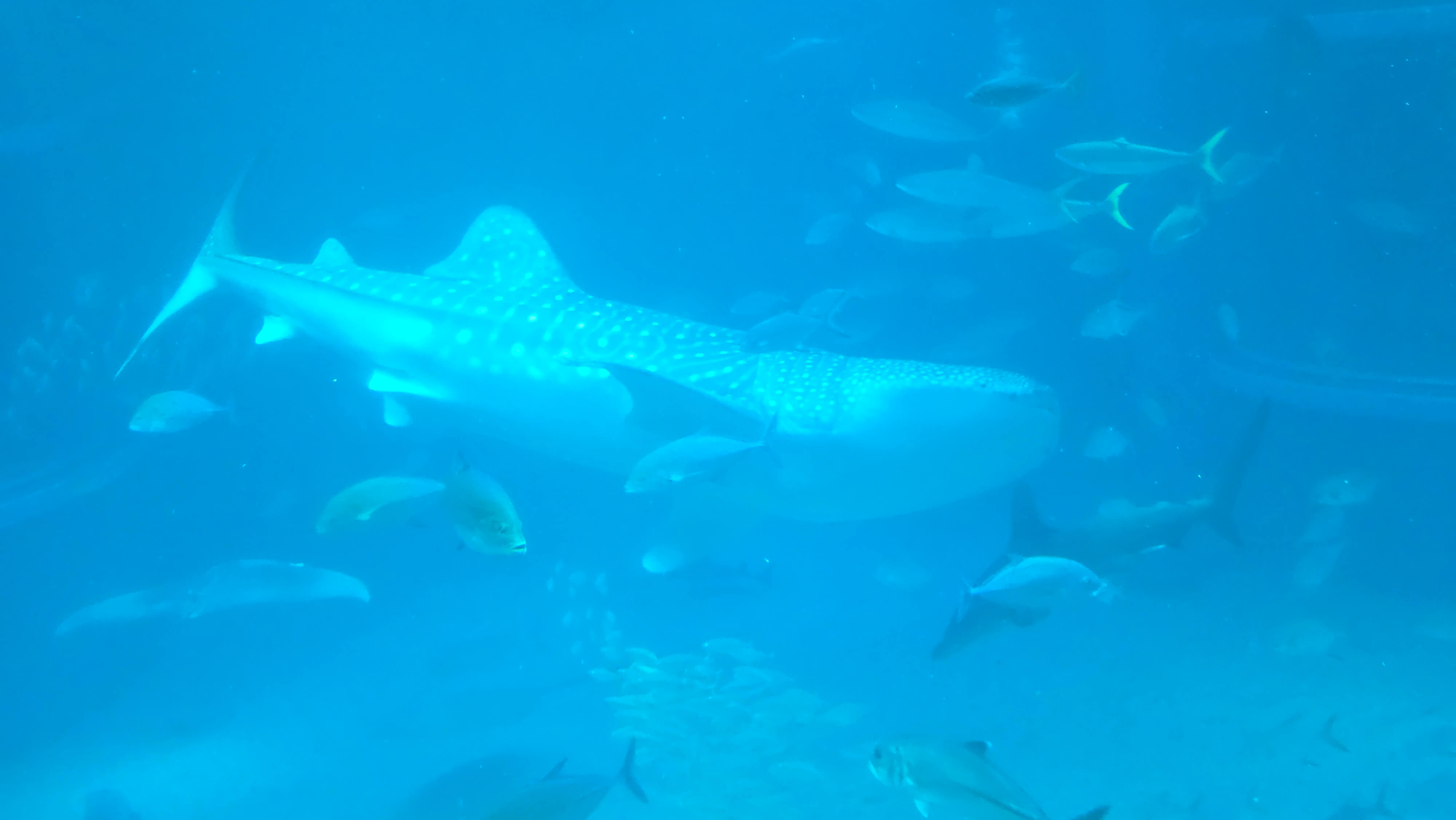 /images/Osaka/Osaka%204/aquarium%205.jpg
