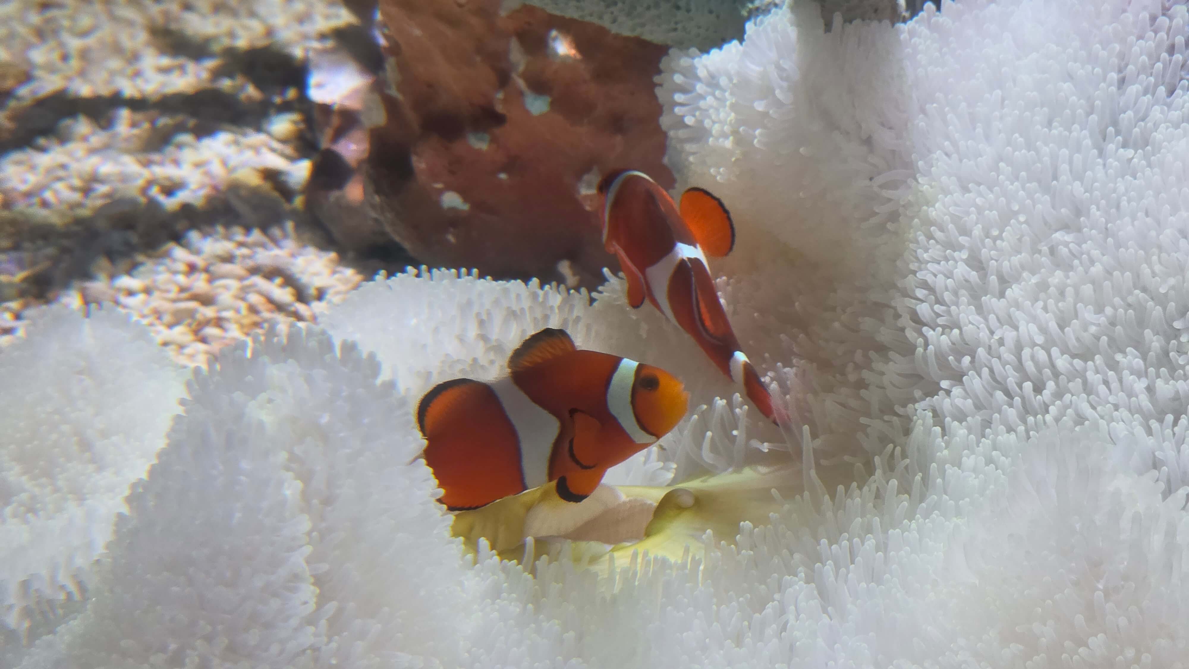 /images/Osaka/Osaka%204/aquarium%20en%20tete.jpg
