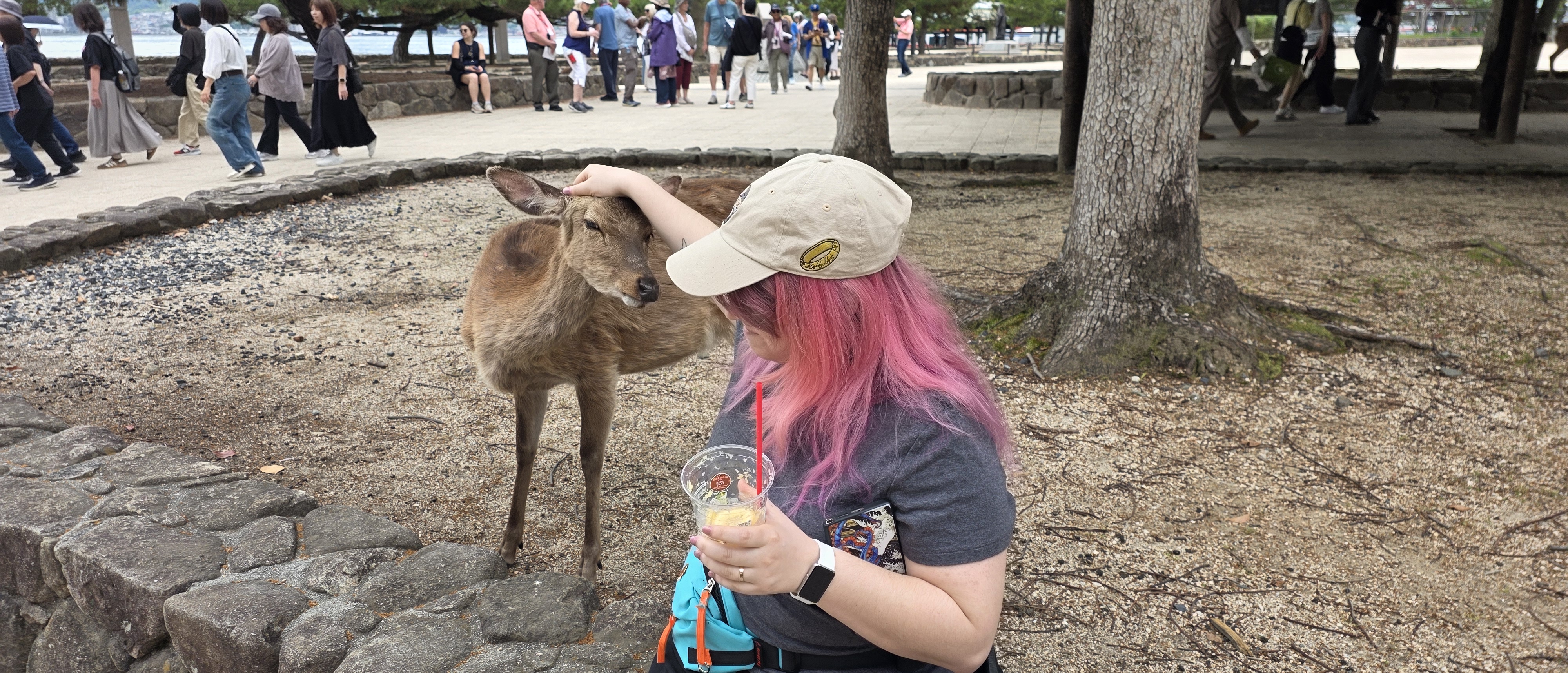 /images/miyajima/Miyajima%20cerf.jpg /images/miyajima/Miyajima%20cerf.jpg